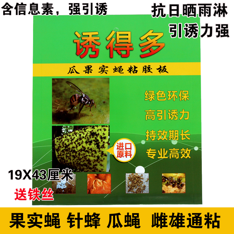 瓜果实蝇粘胶板果蝇贴针蜂粘板