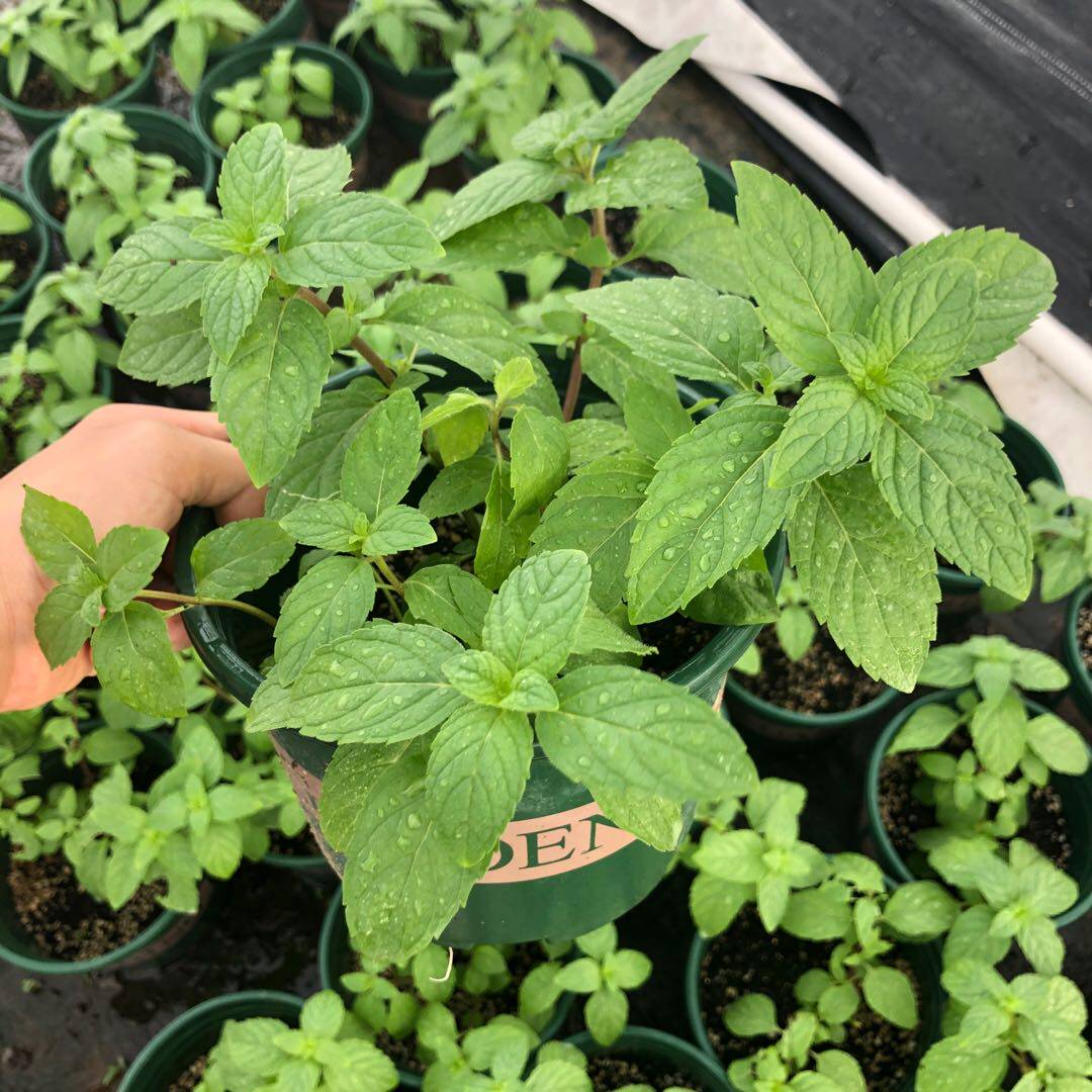 驱蚊草盆栽包邮代理批发,驱蚊草盆栽包邮