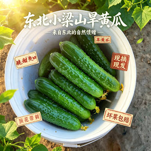 小黄瓜水果旱黄瓜新鲜5斤整箱小青瓜小梁山现摘生吃东北农家蔬菜