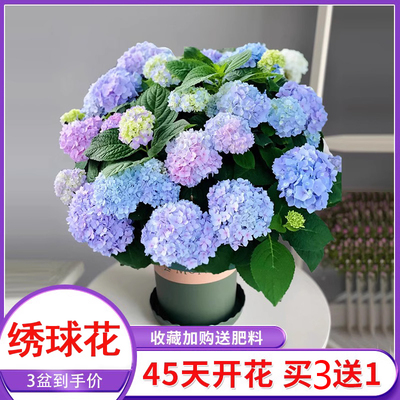 无尽夏绣球花苗好养四季蓝色盆栽
