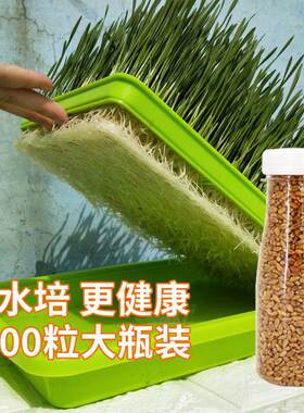 猫草种子水培套装小麦猫