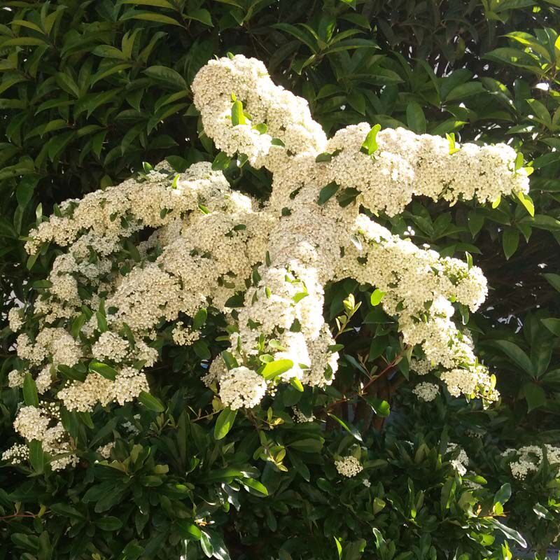 盆栽野生火棘树桩 盆景苗火棘 吉祥果 火把果 救命粮 海棠野苹果