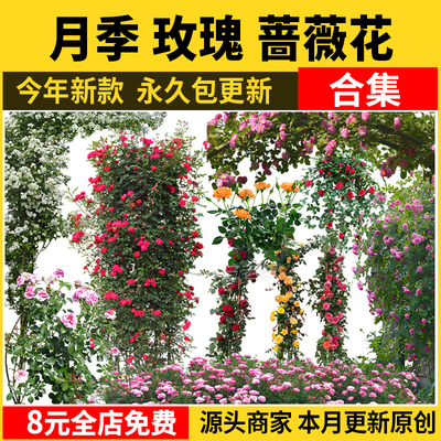 月季花玫瑰花PS素材库 高清免抠PSD蔷薇廊架树状灌木藤本拱门PNG