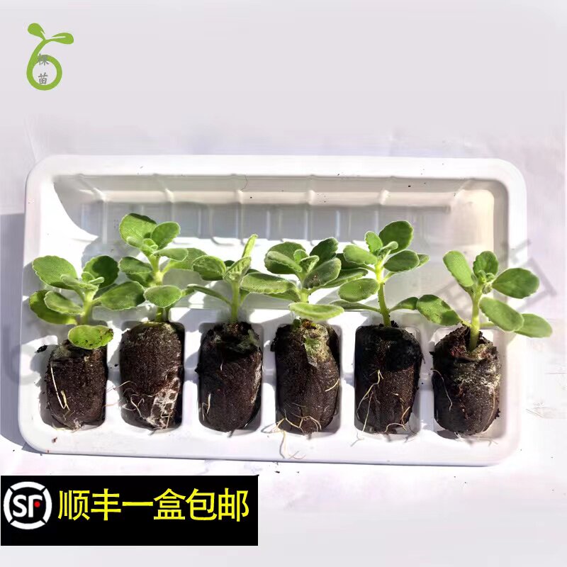 碰碰香盆栽可食用绿植幼苗水土培驱蚊趣味提神多肉净化空气一抹香