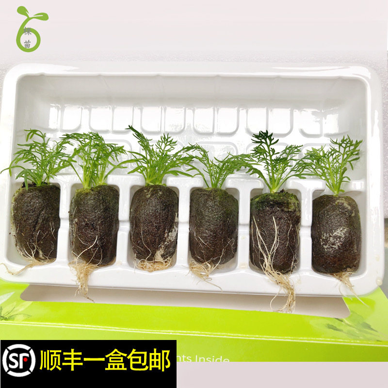 正宗可食用德国罗马洋甘菊Chamomile幼苗阳台庭院花卉植物抗过敏