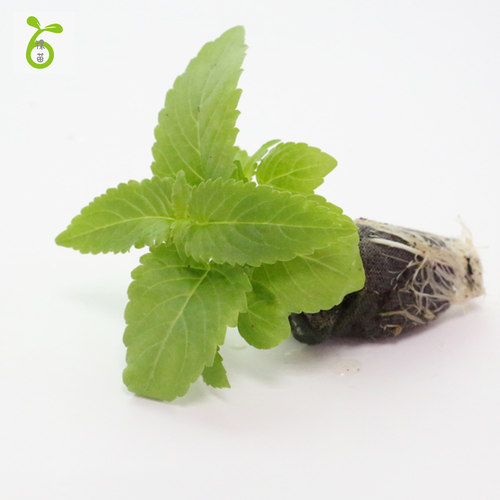 柠檬香可食用阳台种植薄荷盆栽