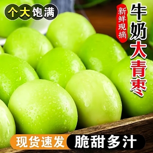 海南正宗牛奶苹果枣大青枣5斤 贵妃牛奶蜜枣新鲜苹果青枣脆甜 包邮