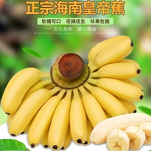 海南皇帝蕉新鲜小香蕉5斤包邮当季孕妇水果帝王蕉皮薄小米蕉整箱