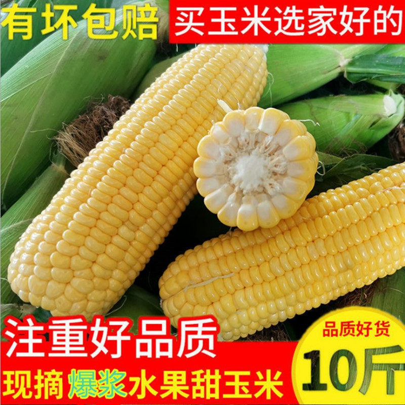 现摘云南水果玉米5斤包邮当季新鲜脆甜玉米棒牛奶包谷甜玉米整箱,水产肉类/新鲜蔬果/熟食,新鲜玉米,淘宝优惠券,粉丝福利购,淘宝优惠卷