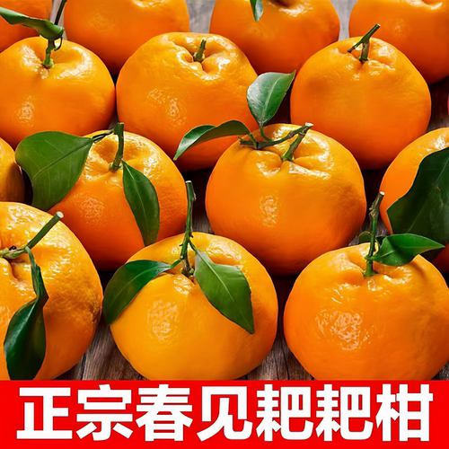 四川春见耙耙柑丑橘5斤新鲜包邮