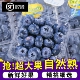 顺丰空运 当季 云南L25花香蓝莓鲜果 新鲜精品装 水果整箱 包邮