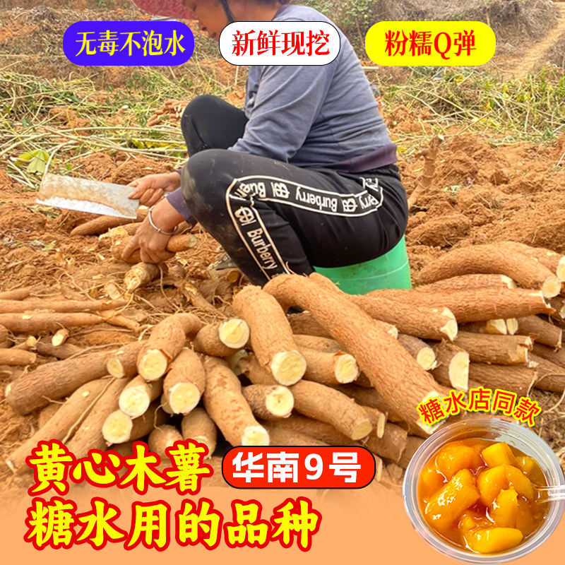 广西木薯新鲜现挖黄肉木薯黄心面包薯特产正宗螺蛳粉店同款