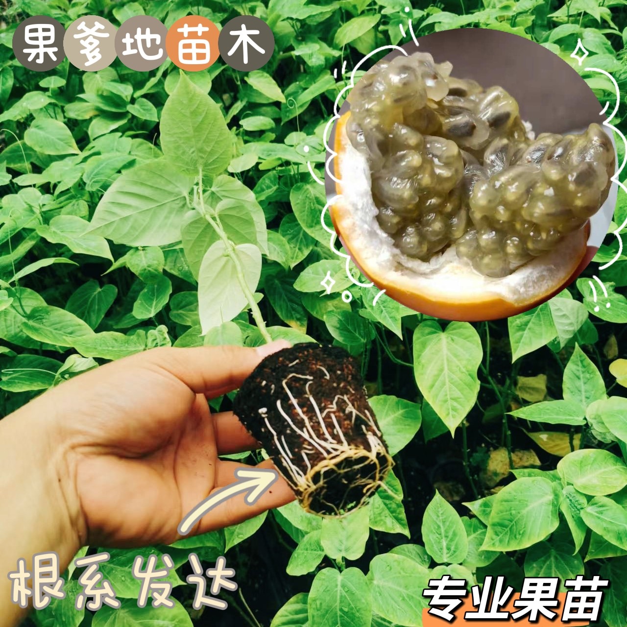 哥伦比亚热情果苗纯甜不酸百香果苗树苗庭院阳台盆栽地栽常绿