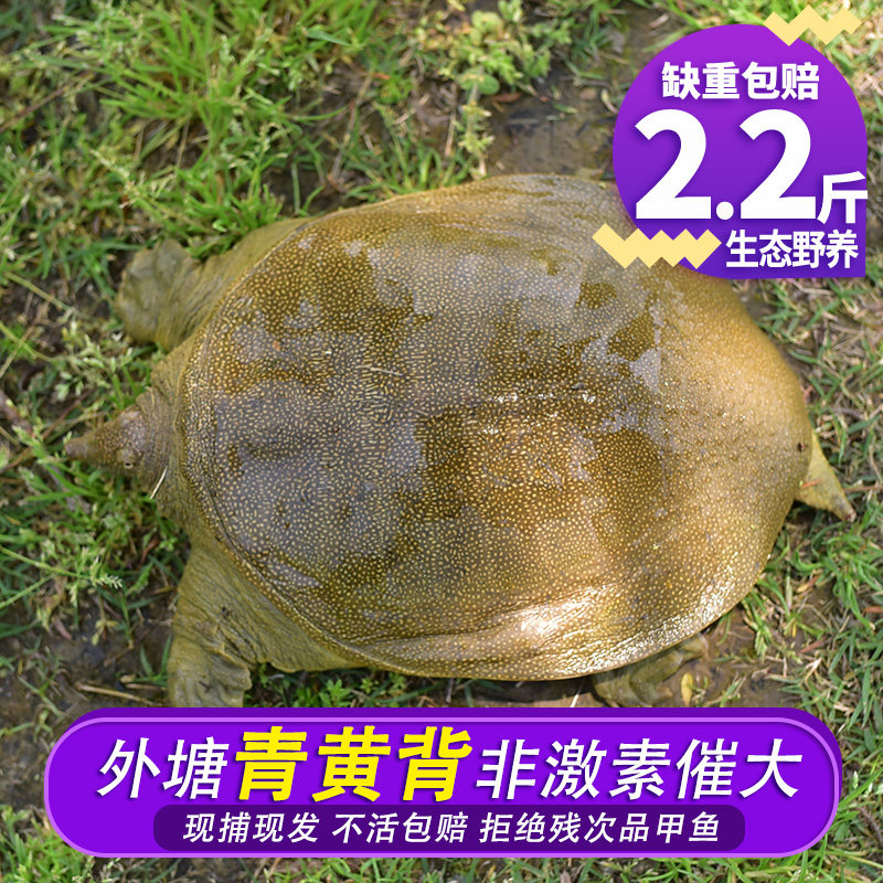 2.2 Turtle Fresh Field Stocking ecology Old mother Outside the pond Turtle Turtles living thing Turtle Bastardin the Aquatic meat/Fresh fruits and vegetables/Cooked , Seafood/Aquatic/Product , Soft-shelled turtle  category - from Buy2taobao.com to provide professional Taobao agent buy service