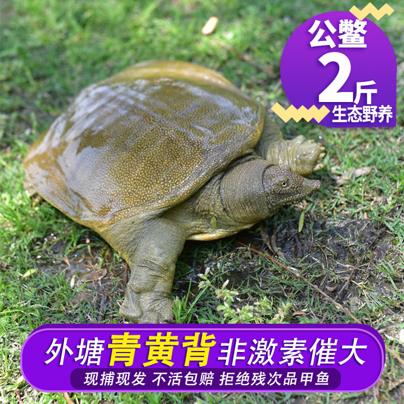 2斤鲜活甲鱼活体生态老公鳖外塘甲鱼野外放养公水鱼团鱼王八青黄