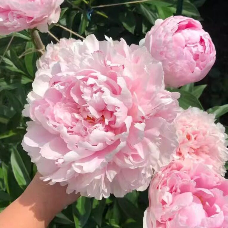 山东观赏重瓣芍药花根块沙拉开花易活花卉带芽落日珊瑚盆栽植物