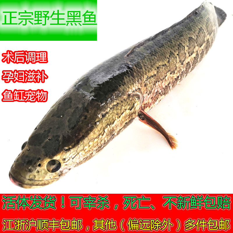 野外捕捞黑鱼乌鱼蛇头鱼才鱼活体发货死亡包赔新鲜术后产后调理