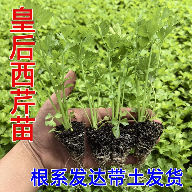 西芹苗秧苗香芹苗芹菜苗四季盆栽阳台庭院种植蔬菜苗皇后种籽大全