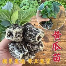 水果黄瓜苗四季高产带土大苗黄瓜秧苗阳台庭院盆栽种植蔬菜苗可吃