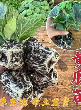 水果黄瓜苗四季高产带土大苗黄瓜秧苗阳台庭院盆栽种植蔬菜苗可吃