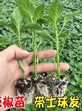 高产线椒辣椒苗长线椒尖椒四季朝天椒螺丝椒蔬菜苗秧牛角家庭种植