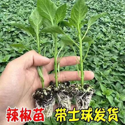 高产线椒辣椒苗长线椒尖椒四季朝天椒螺丝椒蔬菜苗秧牛角家庭种植