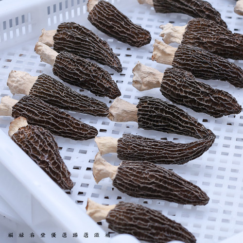 2026头茬四川六妹羊肚菌味浓