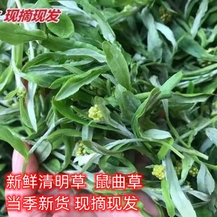 四川鼠曲草新鲜食用野生田艾鼠鞠棉菜清明草蒿蒿青团粑粑清明草