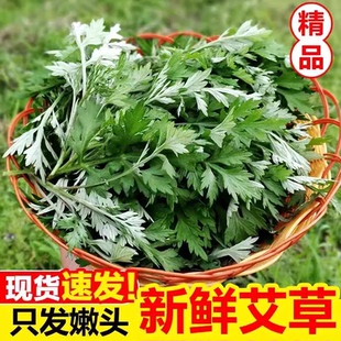 新鲜艾叶艾草叶艾叶草生艾叶野生食用农家清明草米果青团糍粑蔬菜