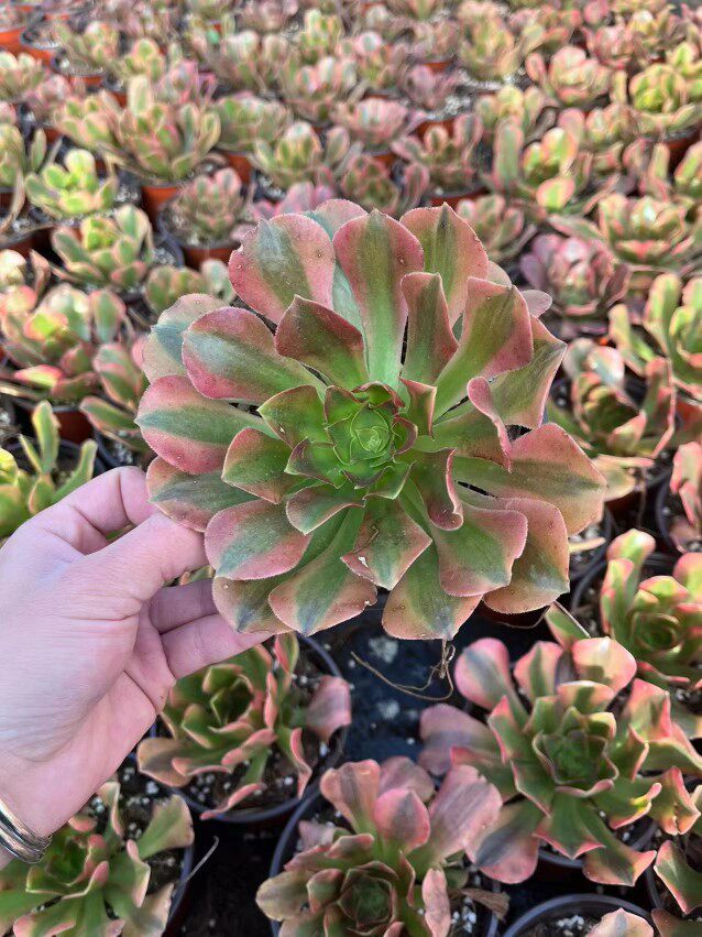 多肉红袖满19.9包邮