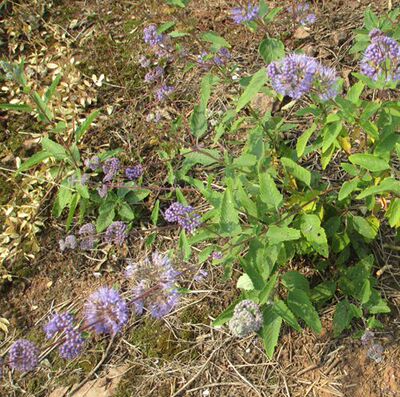 薄荷节节花剪刀500克鲜品兰香草