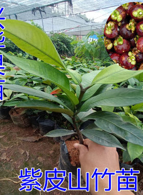 包邮果树苗紫皮山竹苗实生苗带土带叶山竹果树苗庭院盆栽地栽南方