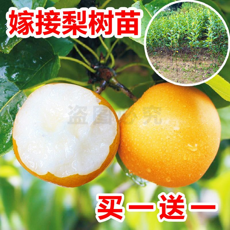 梨树果苗嫁接苗秋月梨树翠冠梨子树苖地栽当年结果梨树苗果树果苗