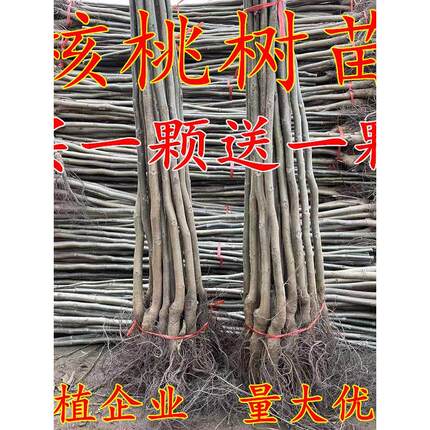嫁接核桃苗薄皮8518纸皮红皮碧根果盆栽地栽南北方四季种植果树苗