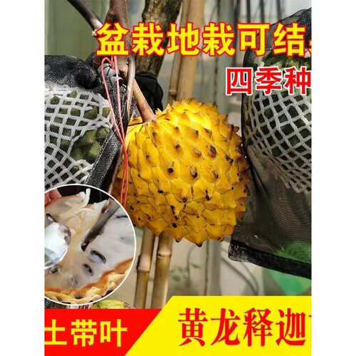 大果黄龙释迦果苗树苗带果霹雳果ap番荔枝释迦果嫁接大苗盆栽地栽