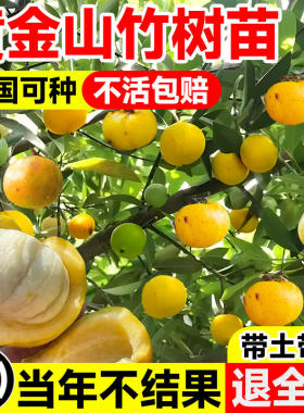 黄金山竹树苗带果嫁接水果树庭院盆栽地载南北方种植四季耐寒果苗
