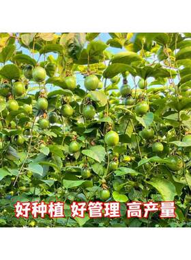 黄金纯甜9号黄金百香果树苗批发四季结果嫁接苗阳台庭院爬藤盆栽