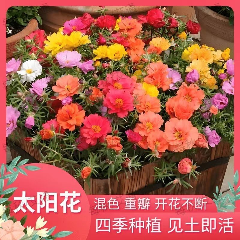 优惠礼金】30天开花野花组合花种子籽孑四季播种紫罗兰蜀葵菊花x