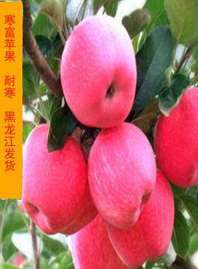 黑龙江苹果树苗东北耐寒果树苗寒富苹果大甜苹果苗保真大苹果