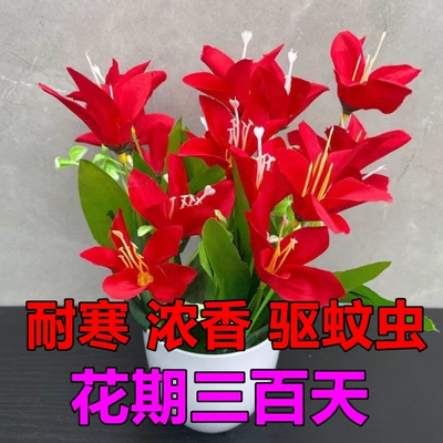 官方低价】30天开花浓香种球盆栽室内植物水培酢浆草水仙百合兰z