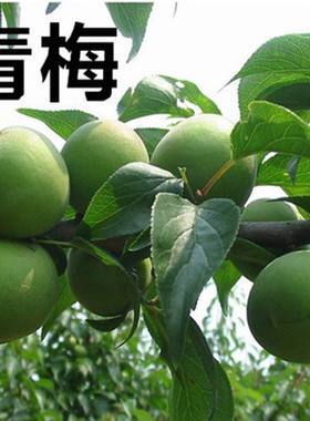 西梅青梅果梅乌梅树苗盆栽地栽酸梅子南北方庭院李子黑布林果树苗