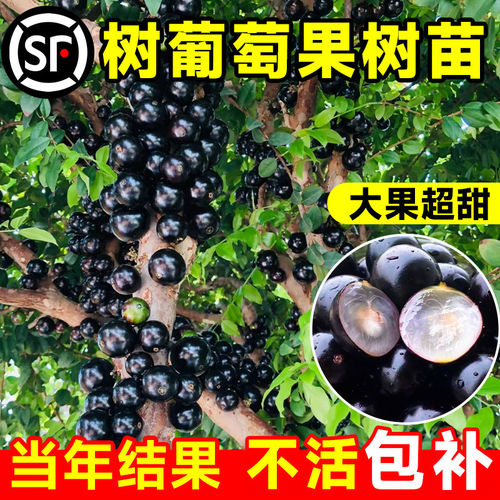 树葡萄苗果树嘉宝果苗正宗沙巴加宝果南北方四季庭院多宝果树盆栽
