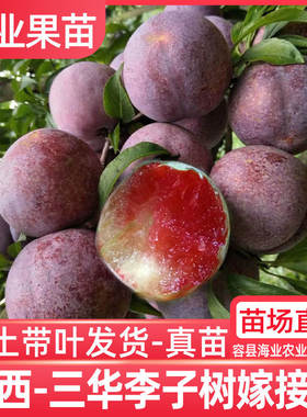 三华李子树苗正宗嫁接钱排银妃红肉早熟三月李苗带土南方种植庭院