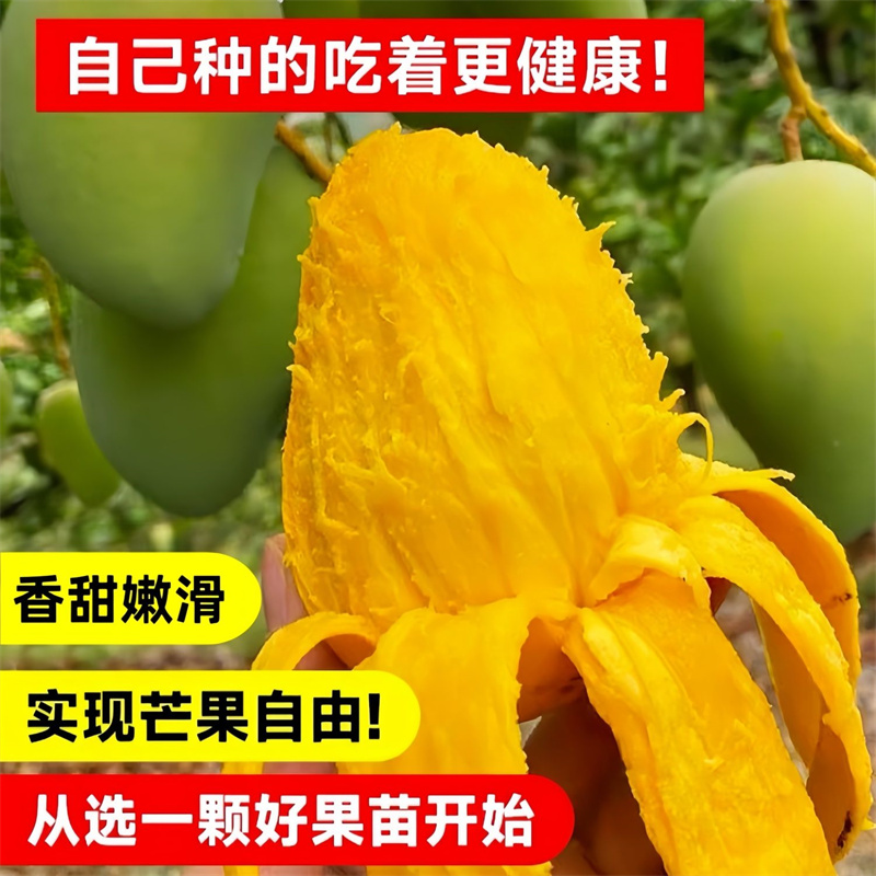 芒果树苗嫁接四季芒金煌芒贵妃芒果苗树盆栽矮化庭院阳台当年结果