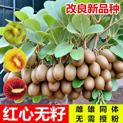 红心软枣猕猴桃树果苗嫁接南北方种植当年结带果庭院s