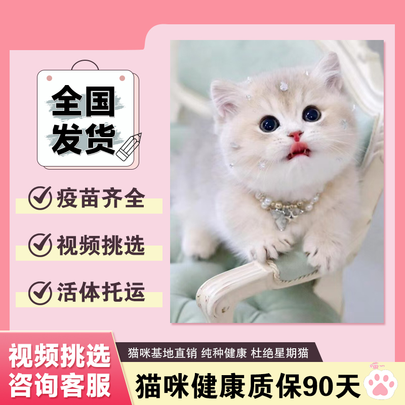 英短金渐层ny12纯种幼猫幼崽蓝金渐层猫血统宠物猫舍矮脚猫咪活物