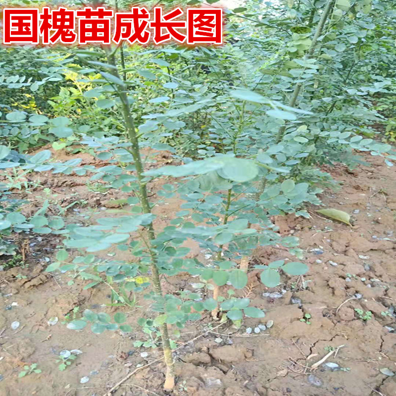 国槐苗黑槐家槐黄金枝风景行道遮