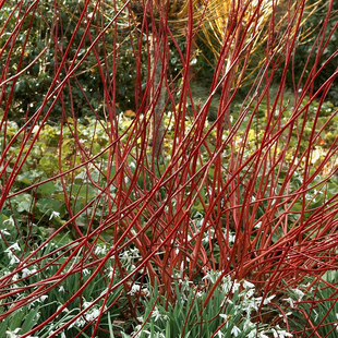 红瑞木树苗红杆麻球红柳枝条绿化苗木红柳枝户外庭院植物绿化苗