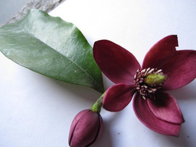 新品紫花含笑 红花紫花 含笑苗 盆栽庭院植物 浓香型花卉香气伊人