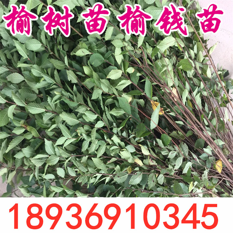 榔榆树特价榆树苗 榆树小苗 白榆家榆,榆钱树观赏树榆树树苗